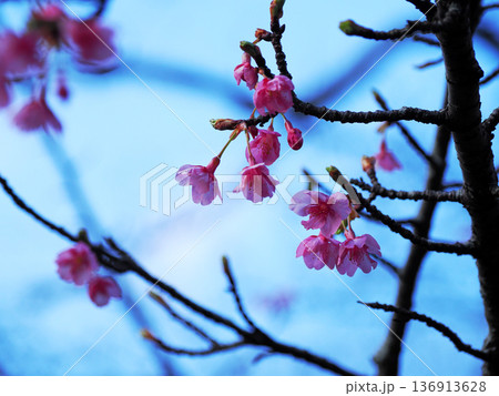 河津桜のある風景 136913628