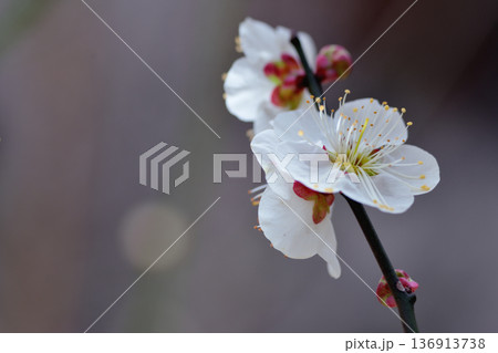 梅林の白梅の枝先に並んだつぼみと花 梅林の白梅の枝先に並んだつぼみと花 136913738