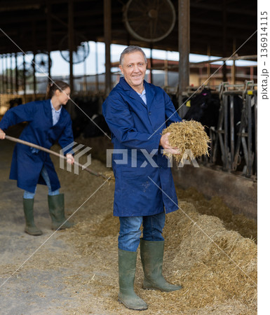 Livestock farm owner standing in cowshed with handful of haylage 136914115