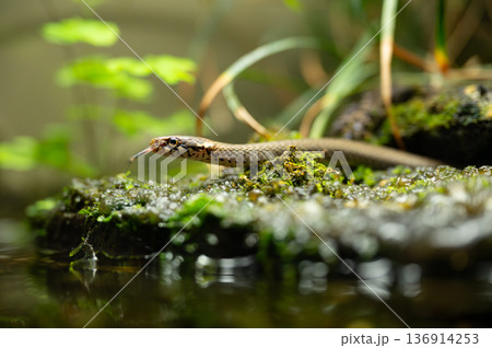 赤い舌を出すヒバカリ 136914253