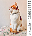 美しい猫 136914551