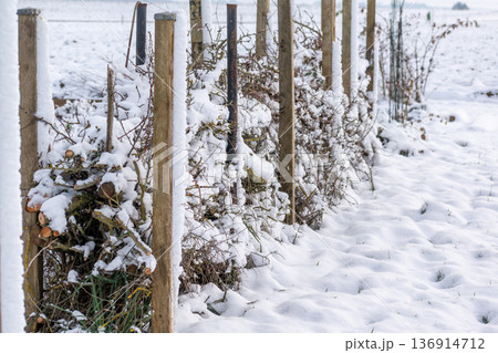 Dry hedge or Benjes hedge made of maintenance pruning branches, dead wood and roots, maintenance-free hedge, zero waste, upcycling, ecological, biotope welcoming to wildlife 136914712