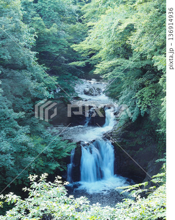 森の中の滝 森の中の滝 136914936