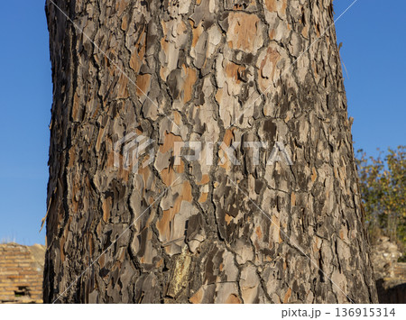 Maritime Pine, Pinus pinaster trunk symbol. Texture made of maritime pine tree bark. Beautiful Maritime Pine, Pinus pinaster trunk background. Beautiful blue sky. Conceptual image. Peaceful nature. Maritime Pine, Pinus pinaster trunk symbol. Texture made of maritime pine tree bark. Beautiful Maritime Pine, Pinus pinaster trunk background. Beautiful blue sky. Conceptual image. Peaceful nature. 136915314