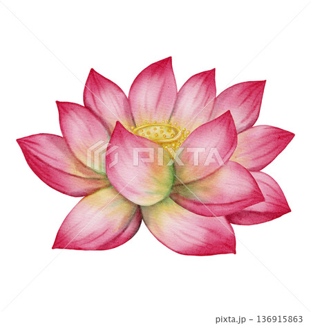 Watercolor pink lotus flower isolated on white background. Hand drawn aquatic lily bud in botanical style. Zen and yoga symbol for floral design, wedding invitations and greeting cards. Watercolor pink lotus flower isolated on white background. Hand drawn aquatic lily bud in botanical style. Zen and yoga symbol for floral design, wedding invitations and greeting cards. 136915863
