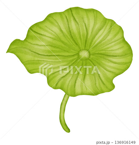 Hand drawn watercolor green lotus leaf isolated on white background. Round botanical lily pad illustration for nature designs, spa and wellness concepts.  136916149