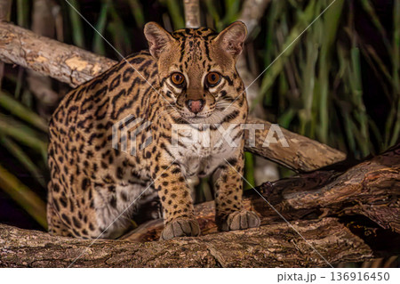 Ocelot at Night, Pantanal Wetlands, Brazil Ocelot at Night, Pantanal Wetlands, Brazil 136916450