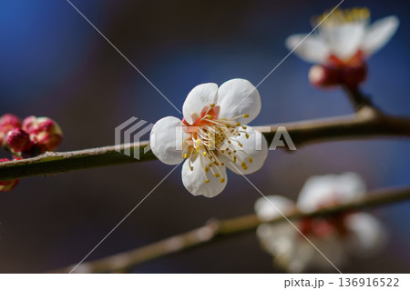 白い梅の花 白い梅の花 136916522