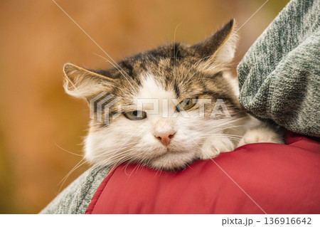 A hilarious portrait of a domestic cat with a very expressive, annoyed facial expression. This funny pet seems to be judging everyone with its grumpy look and flattened ears. A hilarious portrait of a domestic cat with a very expressive, annoyed facial expression. This funny pet seems to be judging everyone with its grumpy look and flattened ears. 136916642