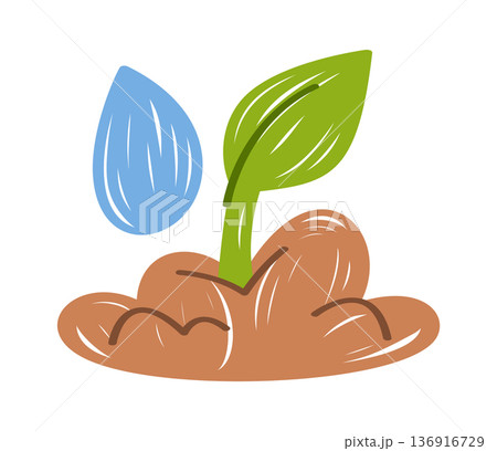 Plant seedling growing with watering Plant seedling growing with watering 136916729