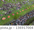 笑顔の葉っぱの整列 136917004