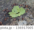 笑顔の葉っぱ 136917005