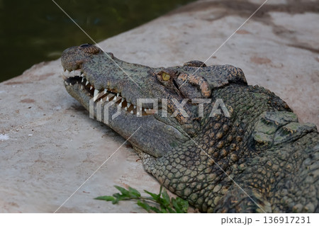The crocodile is show head near the river The crocodile is show head near the river 136917231