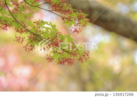 カエデ カエデ 136917266