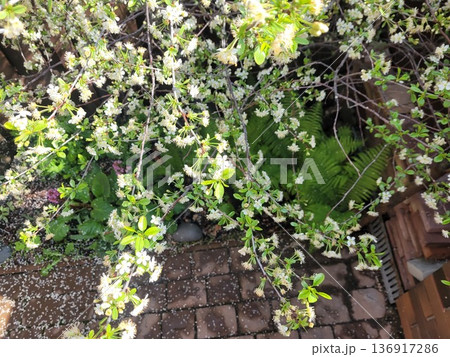 White spring flowers on branch with green leaves. Blooming cherry blossom petals natural plant for Mothers day. Outdoor garden scene. 136917286