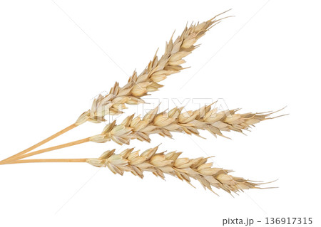 Three dry golden wheat ears on white background. Agricultural harvest symbol. Ingredient for bakery, bread and beer. Three dry golden wheat ears on white background. Agricultural harvest symbol. Ingredient for bakery, bread and beer. 136917315