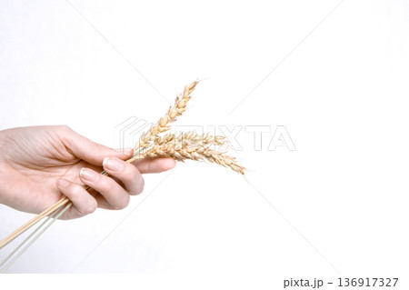 Woman hand holding golden wheat ears. Concept of harvest, agriculture, and healthy eating for natural food and baking ingredient. 136917327