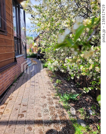 Fluffy dog resting on a brick path under a blooming tree. Cottage core aesthetic with white flowers for spring background. Fluffy dog resting on a brick path under a blooming tree. Cottage core aesthetic with white flowers for spring background. 136917419