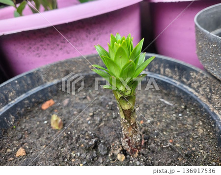 Green plant sprout growing in pot with pink background. Concept of new life, growth, spring season, and horticulture. Green plant sprout growing in pot with pink background. Concept of new life, growth, spring season, and horticulture. 136917536