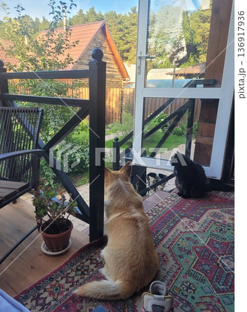 A dog and cat sitting on a porch watching the outdoor scenery. Pet companionship at a rustic cabin. Peaceful domestic animal life. A dog and cat sitting on a porch watching the outdoor scenery. Pet companionship at a rustic cabin. Peaceful domestic animal life. 136917936