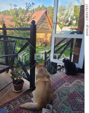 Dog and black cat sit on a colorful rug on a porch looking out at a green garden with houses, summer day scene. Dog and black cat sit on a colorful rug on a porch looking out at a green garden with houses, summer day scene. 136917937