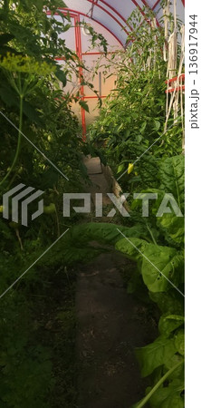 Lush green plant growth inside a greenhouse for organic farming. Healthy vegetables cultivation concept. Horticultural agriculture. Lush green plant growth inside a greenhouse for organic farming. Healthy vegetables cultivation concept. Horticultural agriculture. 136917944