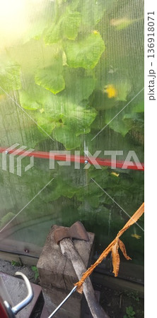 Greenhouse interior with vibrant green leaves behind corrugated polycarbonate. Garden tools concept with an axe resting on a wooden block. Greenhouse interior with vibrant green leaves behind corrugated polycarbonate. Garden tools concept with an axe resting on a wooden block. 136918071