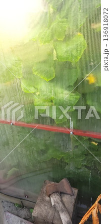 Plants growing behind translucent polycarbonate greenhouse wall with axe resting on wooden block. Rustic agriculture background. Plants growing behind translucent polycarbonate greenhouse wall with axe resting on wooden block. Rustic agriculture background. 136918072