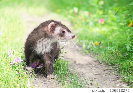 ferret in nature ferret in nature 136918275