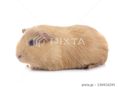 guinea pig in studio guinea pig in studio 136918295