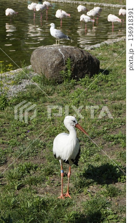 Stork in the city zoo near the pond in a sunny meadow Stork in the city zoo near the pond in a sunny meadow 136918391