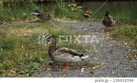 Mallard duck and drakes near a pond, nature 136918394