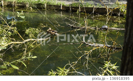 A duck rests on the outside of a pond on a sunny day A duck rests on the outside of a pond on a sunny day 136918395