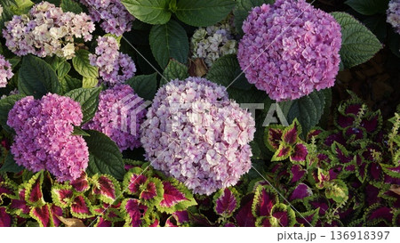 Multicolored caps of hydrangea flowers on city flowerbeds in the rays of the setting sun Multicolored caps of hydrangea flowers on city flowerbeds in the rays of the setting sun 136918397