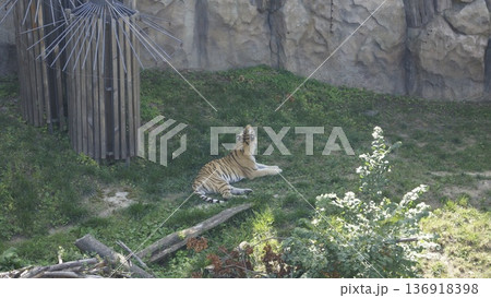 A tiger lies on the lawn in its enclosure at the zoo A tiger lies on the lawn in its enclosure at the zoo 136918398