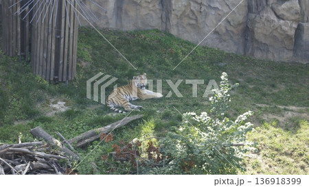 A tiger lies on the lawn in its enclosure at the zoo A tiger lies on the lawn in its enclosure at the zoo 136918399