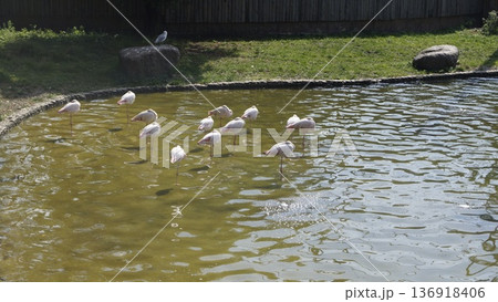A group of flamingos on an artificial pond at the city zoo 136918406