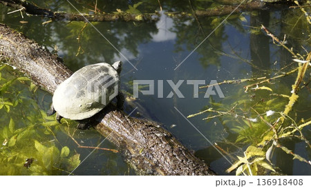 A turtle rests on a log in the middle of a pond on a sunny day 136918408