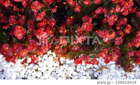 A background of blooming bright begonia in the rays of the sun, framed by white decorative stones A background of blooming bright begonia in the rays of the sun, framed by white decorative stones 136918414