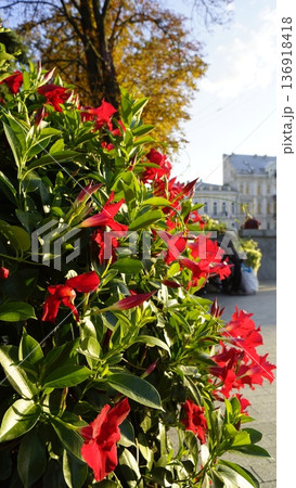 Diplodenia, red mandevilla in the rays of the sun on a city street Diplodenia, red mandevilla in the rays of the sun on a city street 136918418