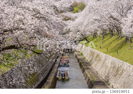 桜咲く琵琶湖疏水　春の琵琶湖疏水の風景　桜に囲まれた琵琶湖疏水　滋賀の観光名所　琵琶湖疏水の桜並木 136919051