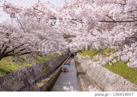 桜咲く琵琶湖疏水　春の琵琶湖疏水の風景　桜に囲まれた琵琶湖疏水　滋賀の観光名所　琵琶湖疏水の桜並木 136919057