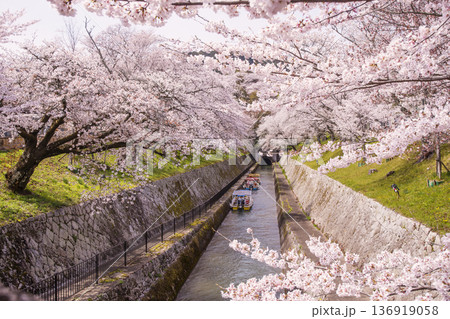 桜咲く琵琶湖疏水　春の琵琶湖疏水の風景　桜に囲まれた琵琶湖疏水　滋賀の観光名所　琵琶湖疏水の桜並木 136919058