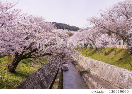 桜咲く琵琶湖疏水 春の琵琶湖疏水の風景 桜に囲まれた琵琶湖疏水 滋賀の観光名所 琵琶湖疏水の桜並木 桜咲く琵琶湖疏水 春の琵琶湖疏水の風景 桜に囲まれた琵琶湖疏水 滋賀の観光名所 琵琶湖疏水の桜並木 136919060