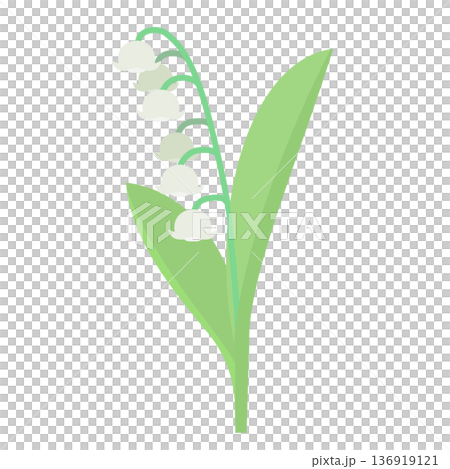 Lily of the valley flower illustration Lily of the valley flower illustration 136919121
