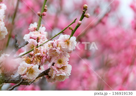 満開に咲き誇る華やかなピンクと白の梅の花 満開に咲き誇る華やかなピンクと白の梅の花 136919130