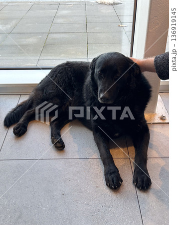 Black dog lying on floor near window indoors. Calm behavior, shelter atmosphere, adoption awareness, domestic animal care concept Black dog lying on floor near window indoors. Calm behavior, shelter atmosphere, adoption awareness, domestic animal care concept 136919145