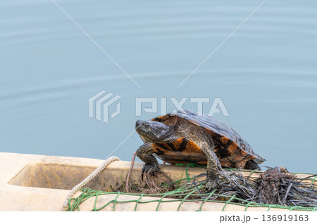 水辺の船の上で日光浴をするカメの休息 136919163