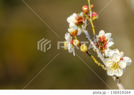 柔らかな光の中でほころぶ白い梅の蕾と花 136919164