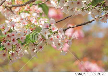 大島桜 大島桜 136919177